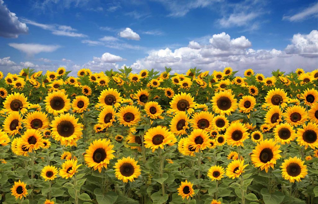 campo girasoli