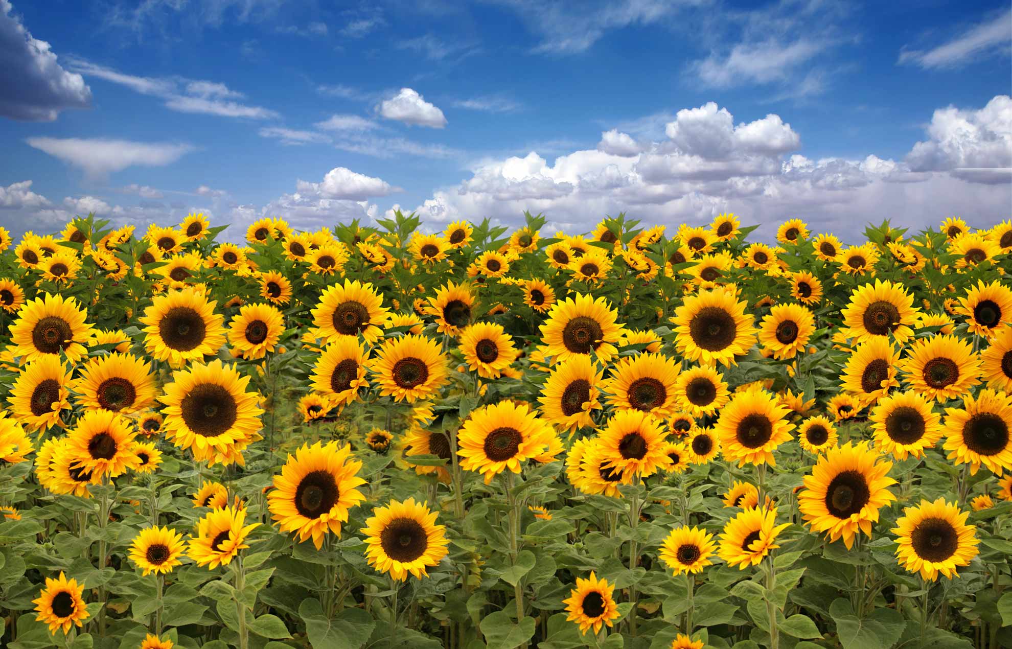 campo girasoli